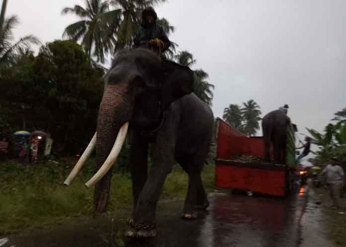 Giring Gajah Liar, Libatkan Gajah Patroli dan 12 Pawang