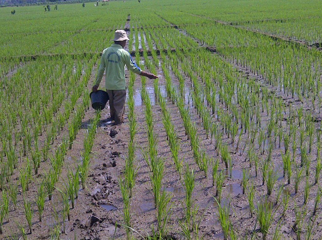 Pupuk Langka, Produktifitas Padi Terancam Menurun