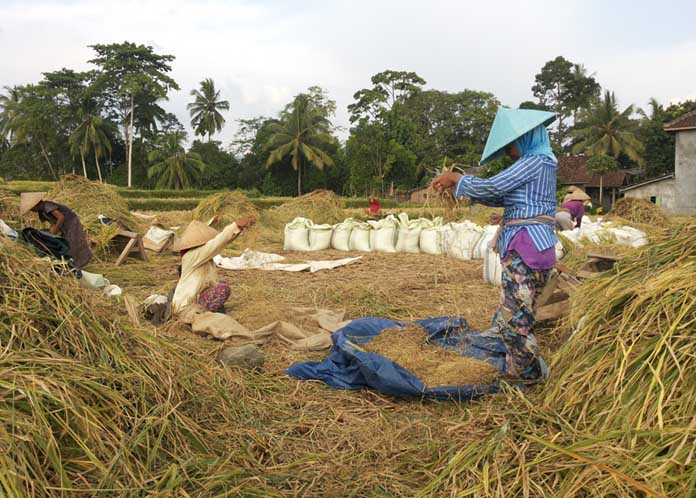 Harga Beras Tinggi, Harga Gabah Ikut Naik