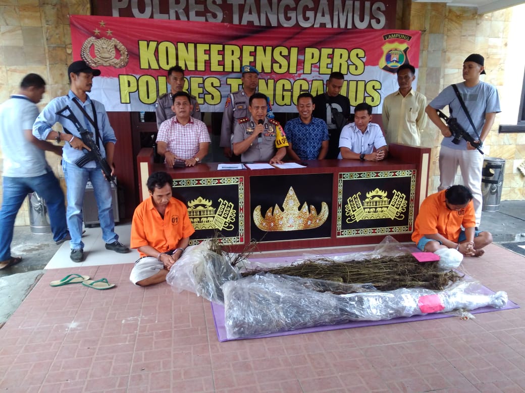 Lagi, Polisi Temukan Ladang Ganja