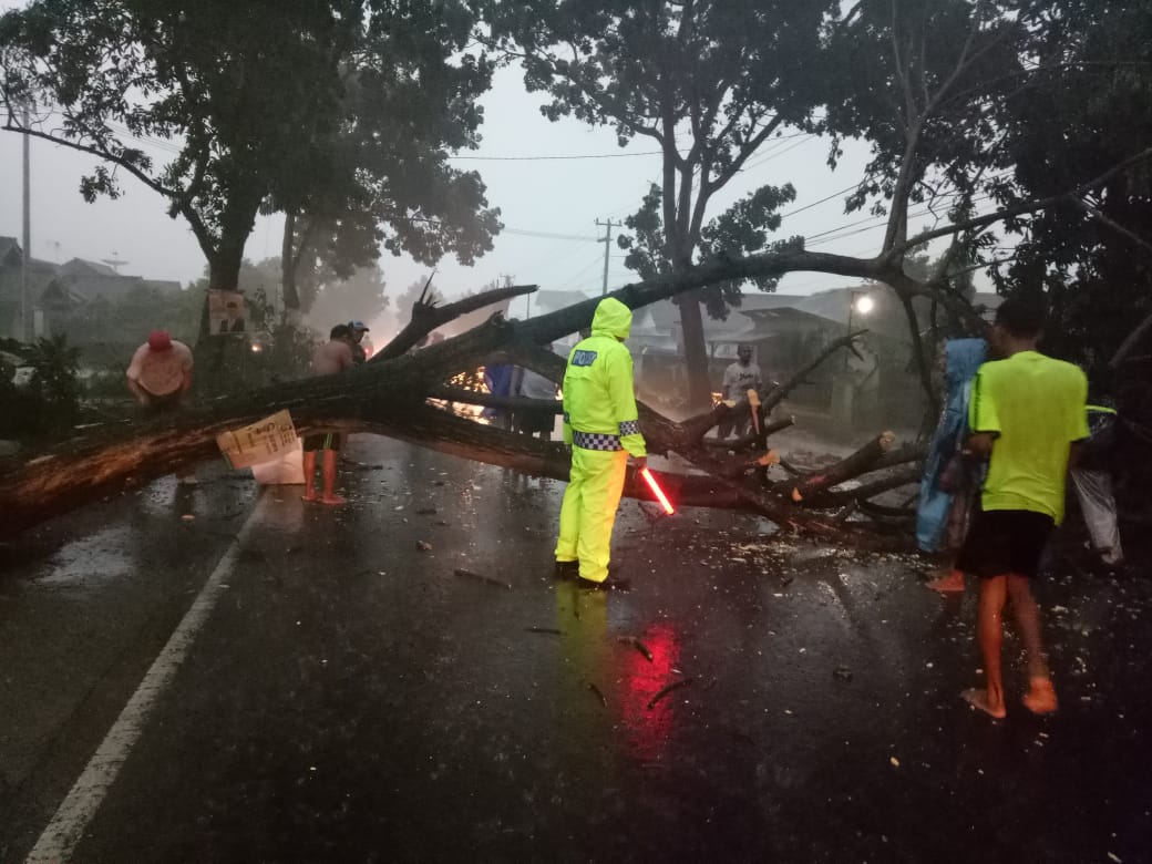 Pohon Tumbang Bikin Macet Jalinbar