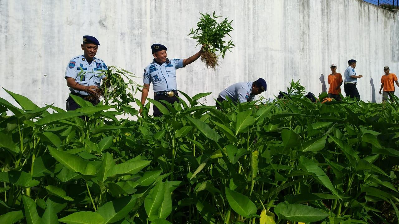 Lapas Kotaagung Panen Raya Sayuran