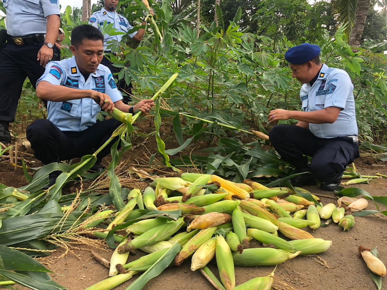 Sipir dan Napi “Berebut” Panen Jagung