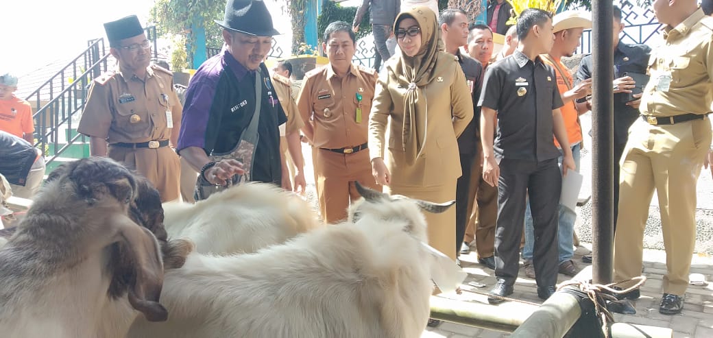 Bazar Hewan Qurban di Gisting, Bupati Juga Ikut Beli Kambing