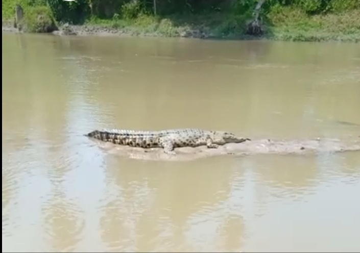 Tegas, Pemkab Larang Warga Berburu Buaya