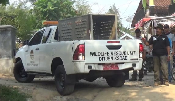 Kapolsek Wonosobo dan Camat Sambut Tim KSDAE Pemburu Buaya di Way Semaka