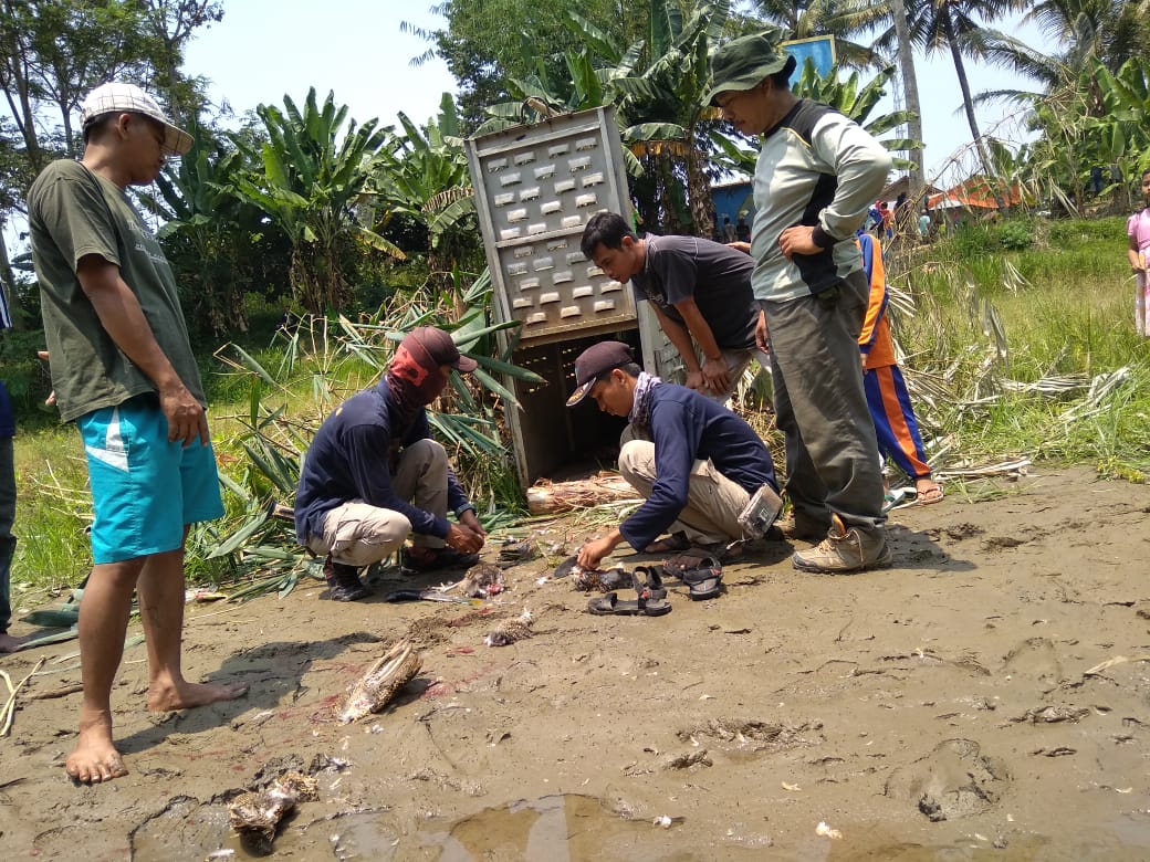 Ramai Warga, Perangkap Buaya Nihil