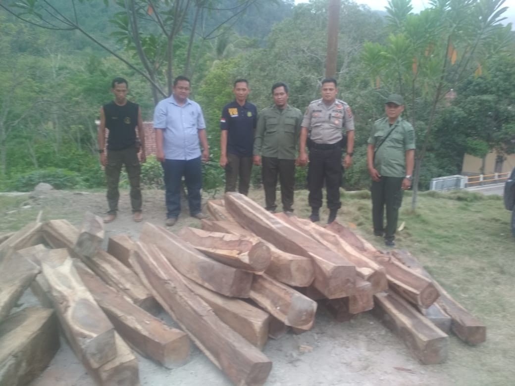 Polisi Temukan Puluhan Kayu Sonokeling Dikebun Kakao, Diduga Hasil Ilegal Logging