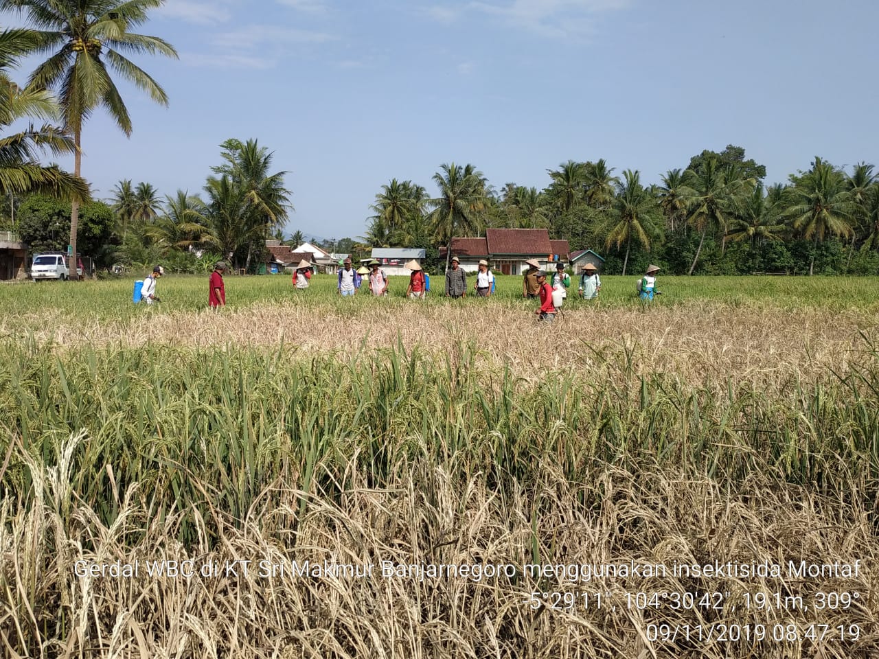 Terserang Hama Wereng Puluhan Hektare Sawah Gagal Panen