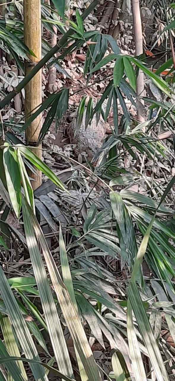 Heboh, Kemunculan Buaya di Pekon Banjarsari