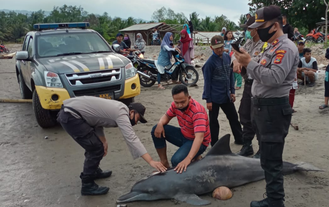 Terdampar, Lumba-lumba di Pantai Saumil akhirnya Mati