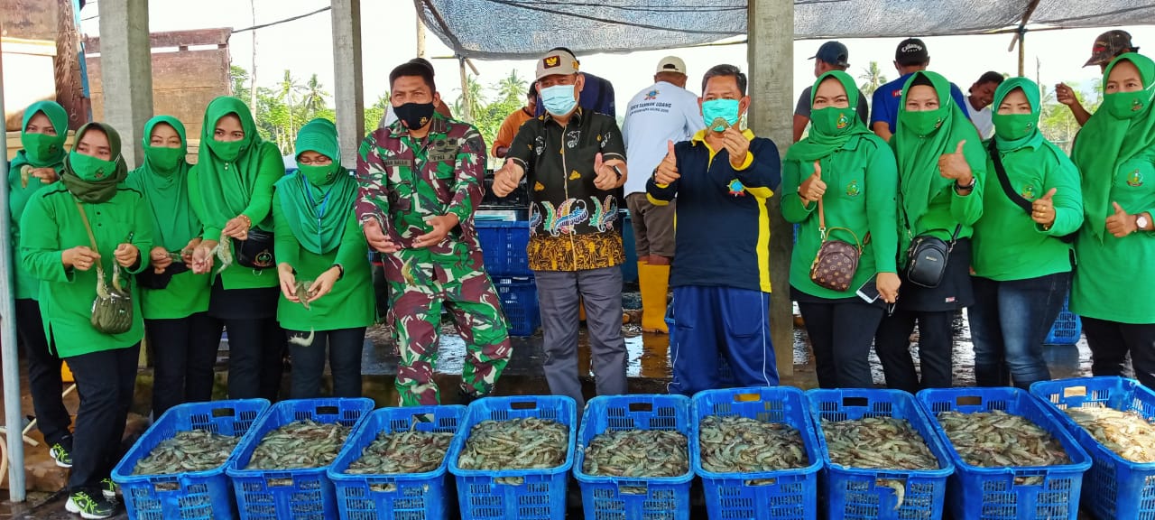 Saksikan Panen Udang, Wabup Inginkan SUPM Negeri Berbagi Ilmu