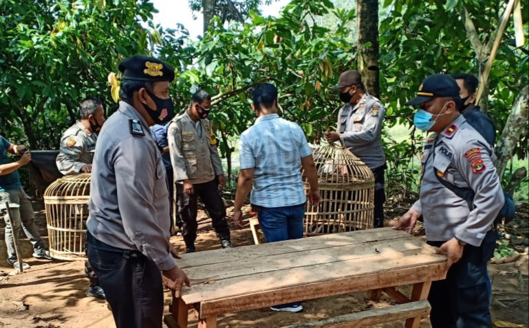 Polsek Pugung Gerebek Lokasi Sabung Ayam