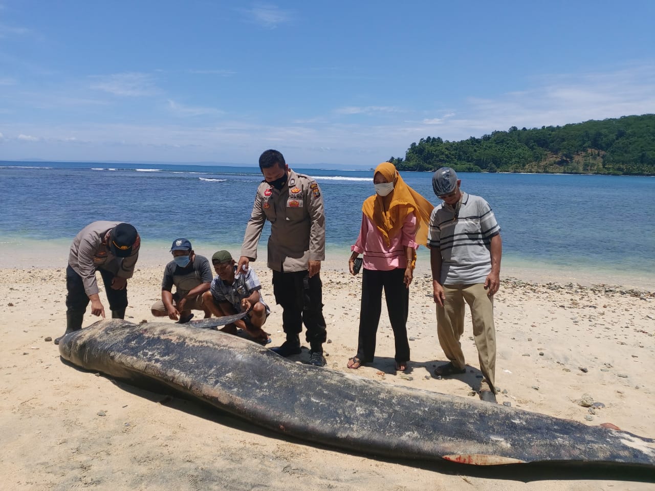 Paus Mati Terdampar di Pantai Tengor