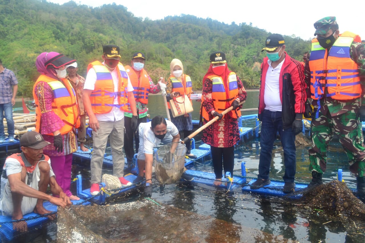 Bupati dan Forkopimda Panen Perdana Kerapu Cantang