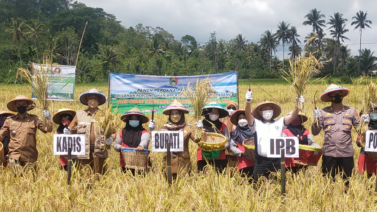 Bupati Ingin Talangpadang Jadi Klaster Padi Organik