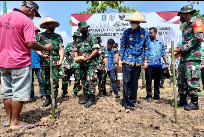 Dukung Ketahanan Pangan, ‘Lahan Tidur’ Milik Kodim Ditanami Jagung