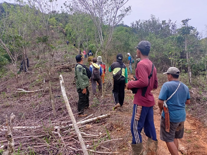 Usai Digiring ke Resort Sukaraja, Gajah Liar Kembali Dekati Pemukiman Warga Suoh