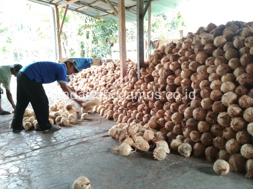 Harga Merosot Tajam, Petani Kelapa Menjerit