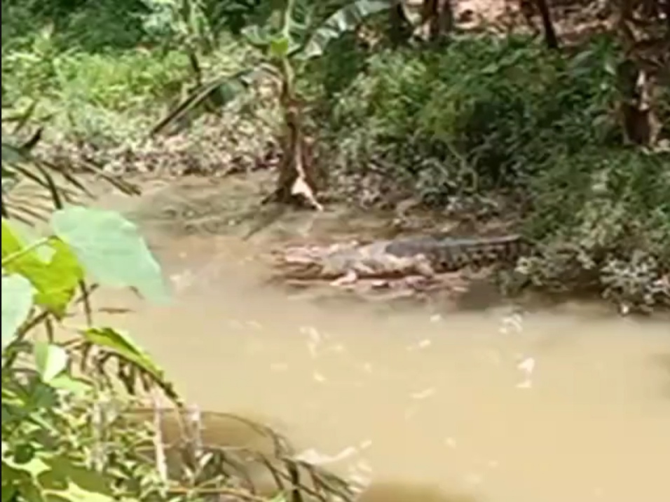 Buaya Kembali Muncul di Pekon Banjarsari