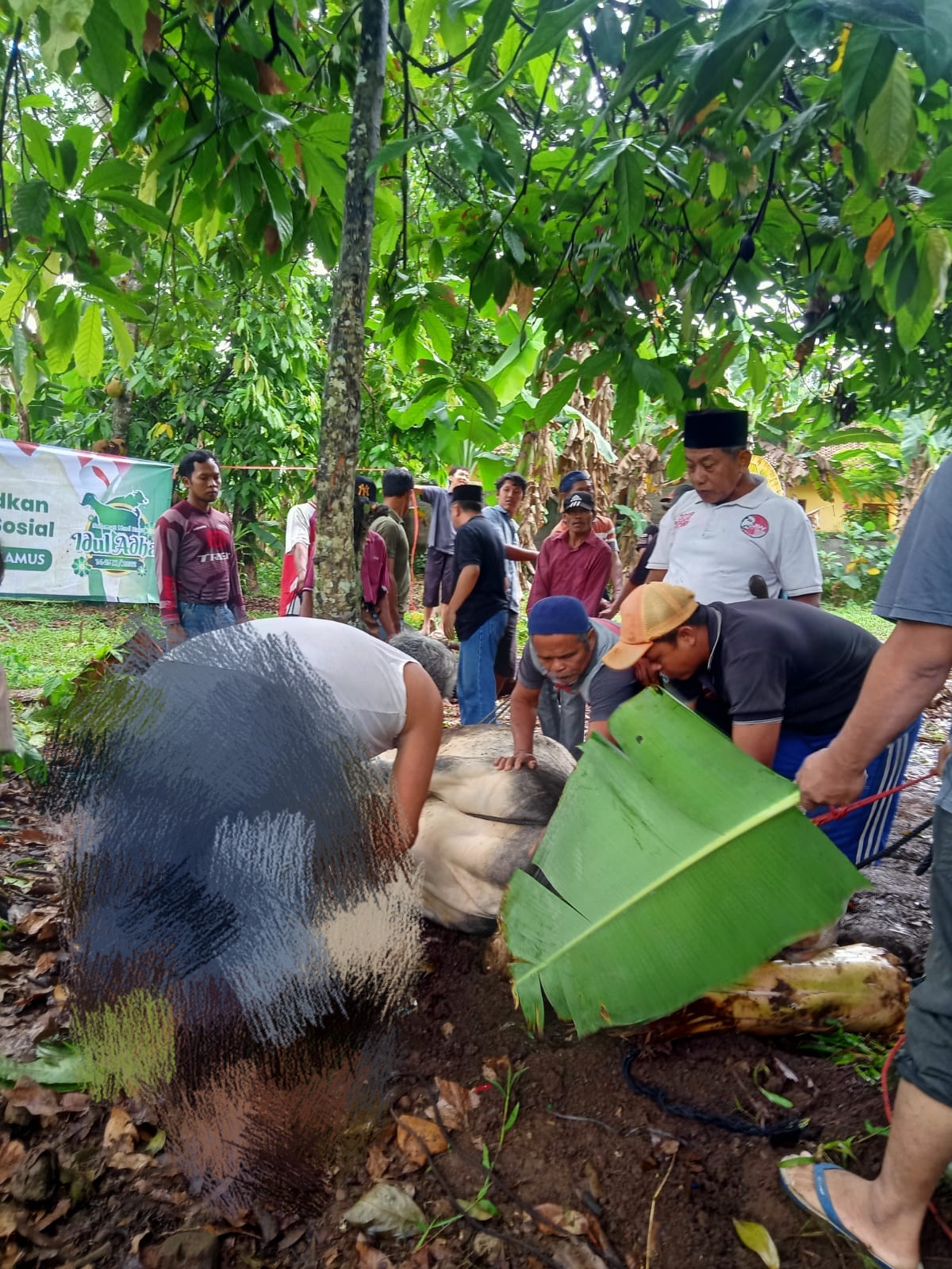 Masyarakat Pekon Terbaya Kurban 15 Sapi dan 19 Kambing