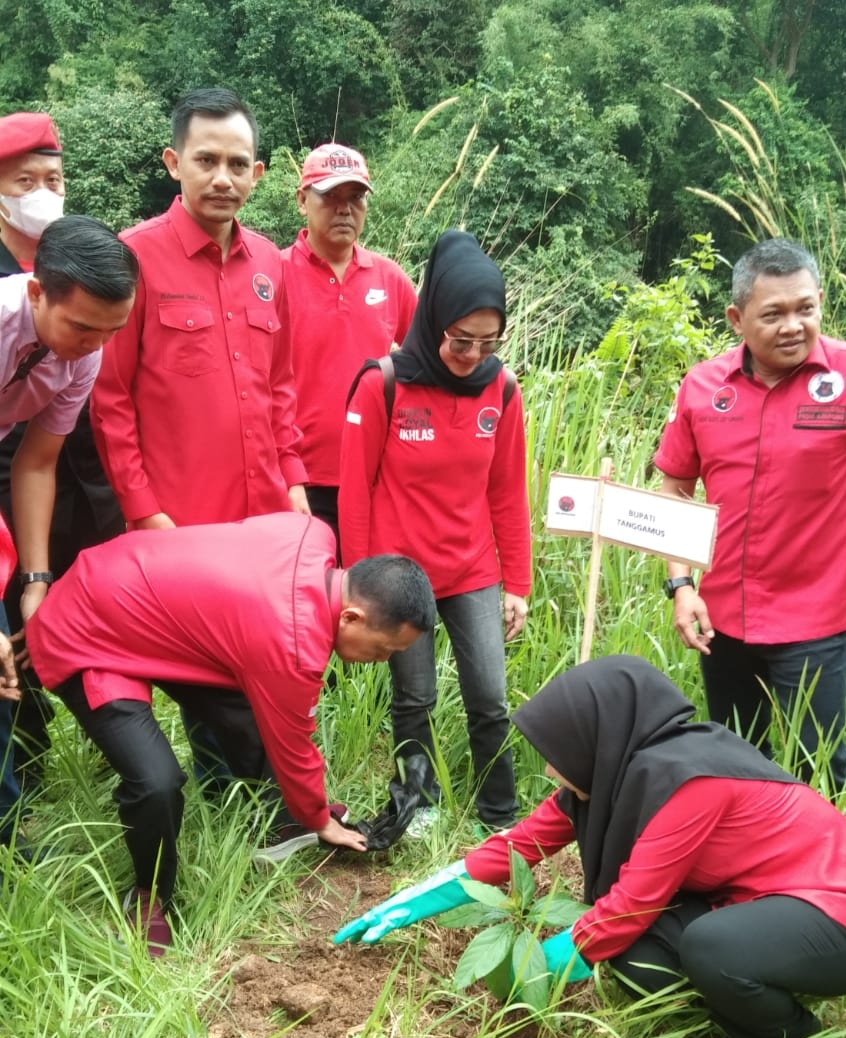 PDIP Lampung Tanam 500 Pohon dan Bersih Sungai di Batu Tegi