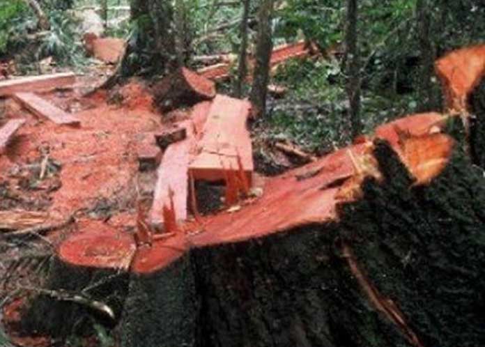 Hutan Gundul, Banjir dan Longsor Mengintai