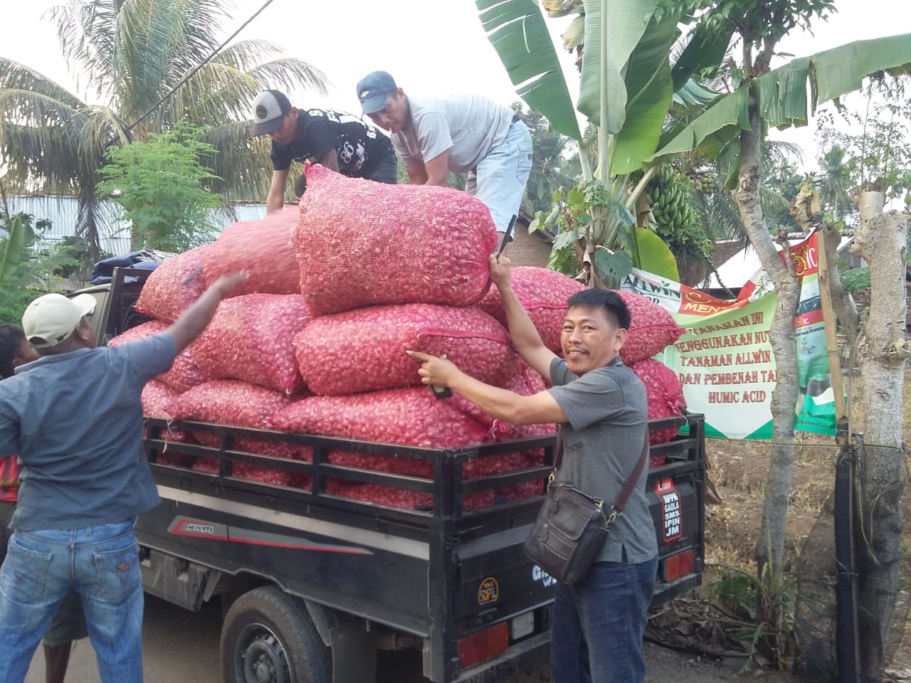 Harga Bawang Anjlok, Petani Merugi