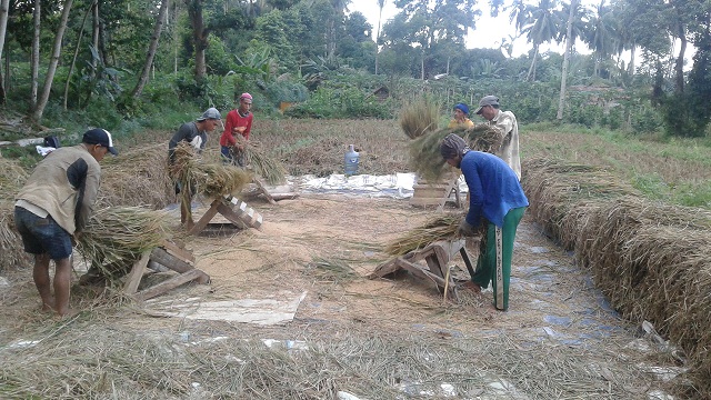 Faktor Cuaca, Produksi Padi Turun