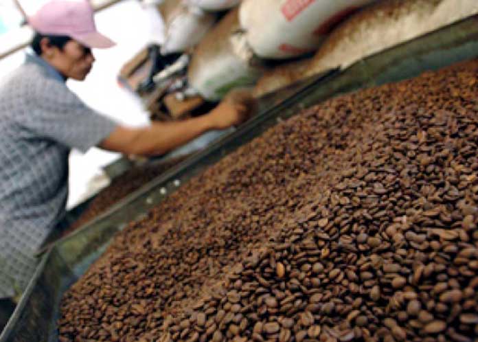 Harga Biji Kopi Ditingkat Petani Masih Tinggi