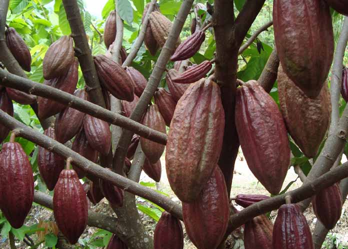 Petani Keluhkan Penyakit Busuk Buah Kakao